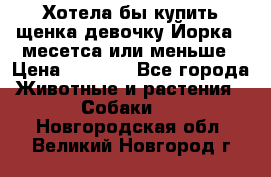 Хотела бы купить щенка девочку Йорка 2 месетса или меньше › Цена ­ 5 000 - Все города Животные и растения » Собаки   . Новгородская обл.,Великий Новгород г.